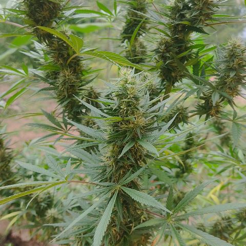 Piñita limón  growlog timeline photo