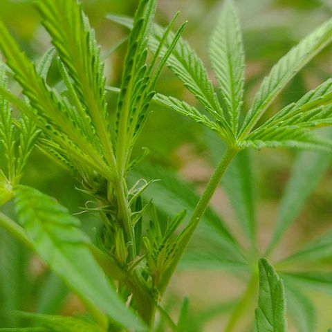 Desconocida #2 growlog timeline photo