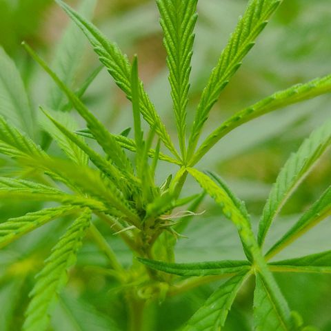 Desconocida #2 growlog timeline photo
