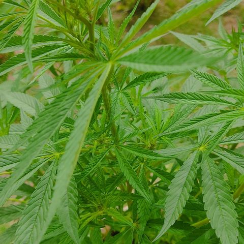 Desconocida #2 growlog timeline photo
