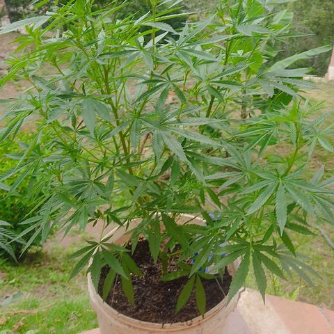 Desconocida #2 growlog timeline photo