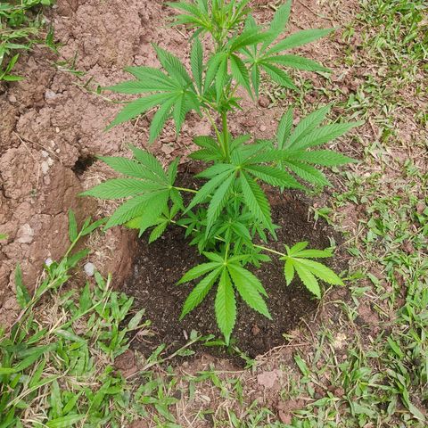 Las 3 marías  #3 growlog photo: Transplante a tierra