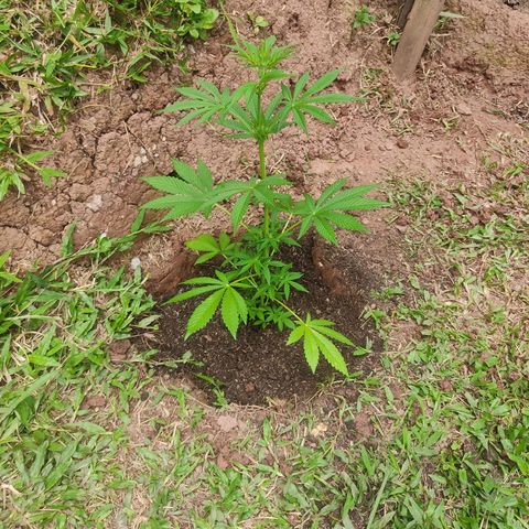 Las 3 marías  #3 growlog photo: Transplante a tierra