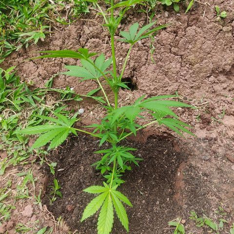 Las 3 marías  #3 growlog photo: Transplante a tierra