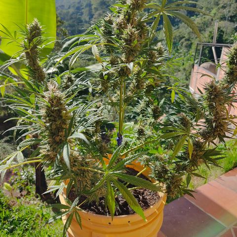 Rosa kush growlog timeline photo