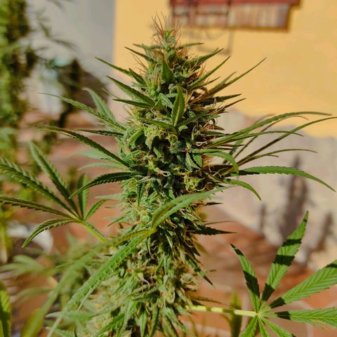 Rosa kush growlog timeline photo