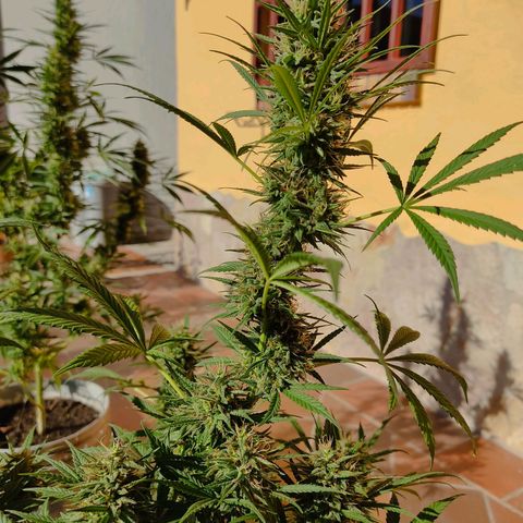 Rosa kush growlog timeline photo