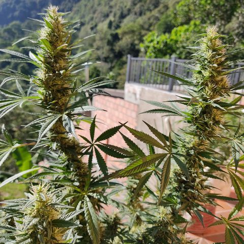 Piñita limón  growlog timeline photo