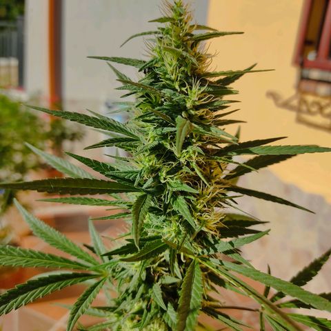 Piñita limón  growlog timeline photo
