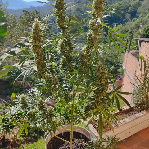 Piñita limón  growlog timeline photo