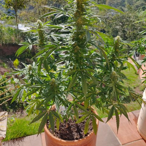 MesaMad growlog timeline photo