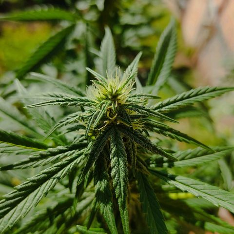 MesaMad growlog timeline photo