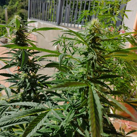 MesaMad growlog timeline photo