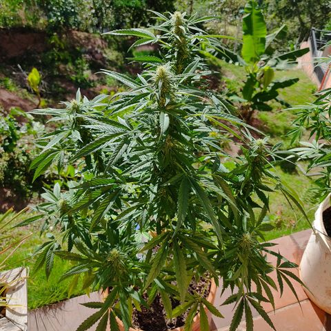 MesaMad growlog timeline photo
