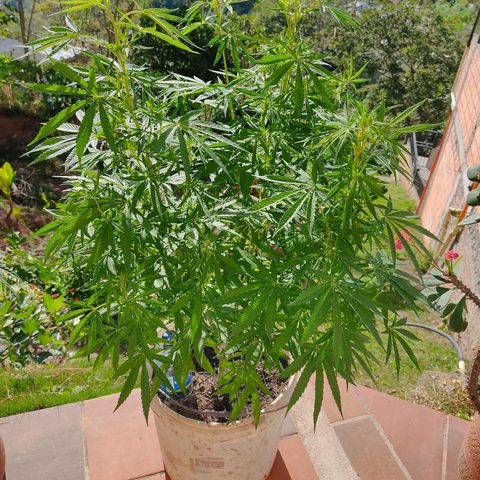 Desconocida #2 growlog timeline photo