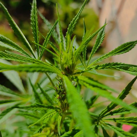 Desconocida #2 growlog timeline photo