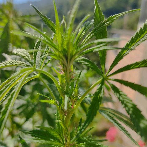 Desconocida #2 growlog timeline photo