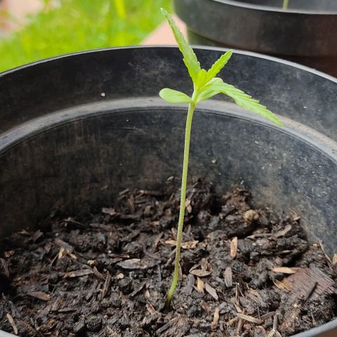 Catas BD #1 growlog timeline photo