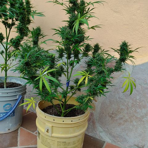 Rosa kush growlog timeline photo