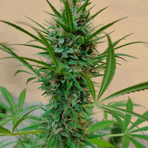 Rosa kush growlog timeline photo