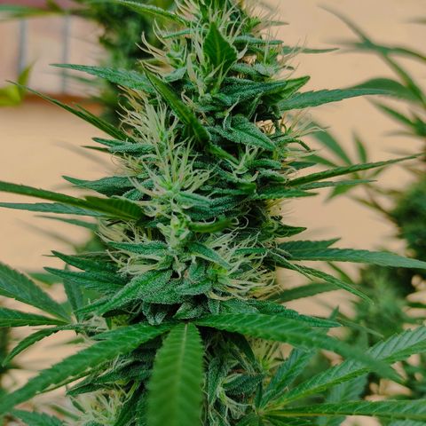 Piñita limón  growlog timeline photo