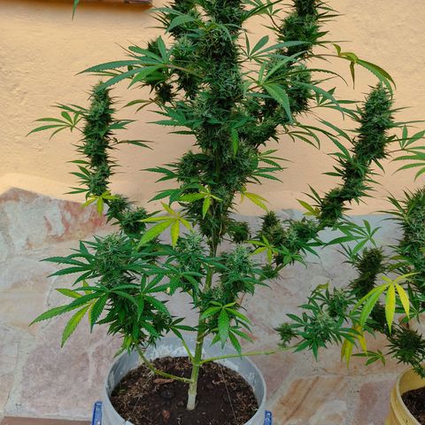 Piñita limón  growlog timeline photo