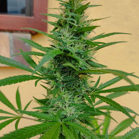 Piñita limón  growlog timeline photo