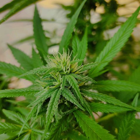 MesaMad growlog timeline photo