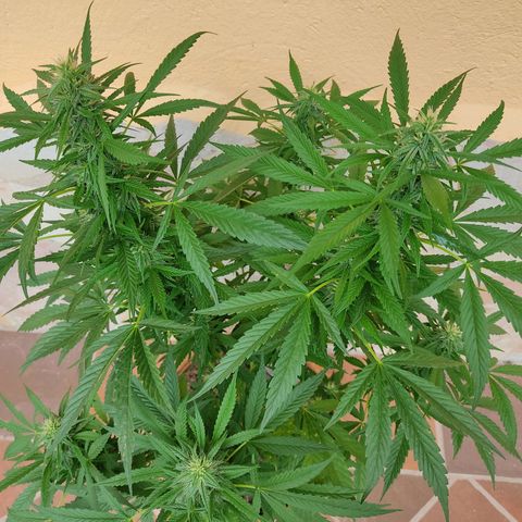 MesaMad growlog timeline photo