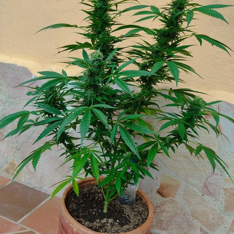 MesaMad growlog timeline photo