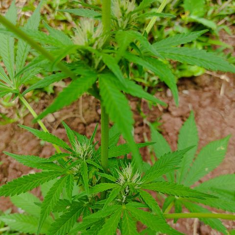 Las 3 marías  #3 growlog timeline photo