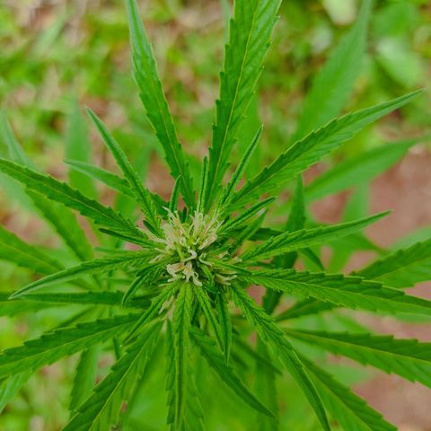 Las 3 marías  #3 growlog timeline photo