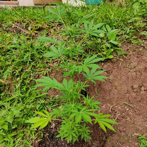 Las 3 marías  #3 growlog timeline photo