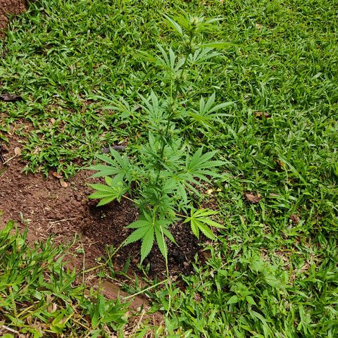 Las 3 marías  #3 growlog timeline photo