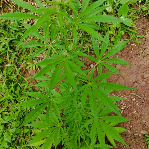 Las 3 marías  #3 growlog timeline photo