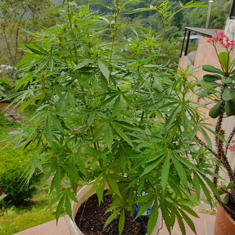 Desconocida #2 growlog timeline photo