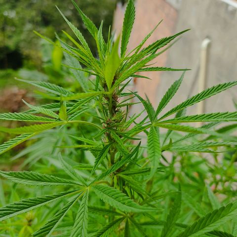 Desconocida #2 growlog timeline photo