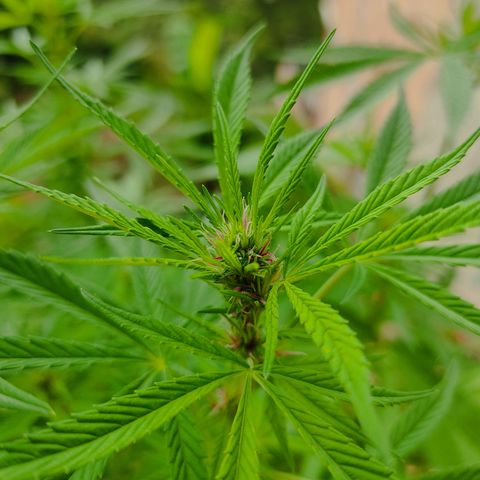Desconocida #2 growlog timeline photo