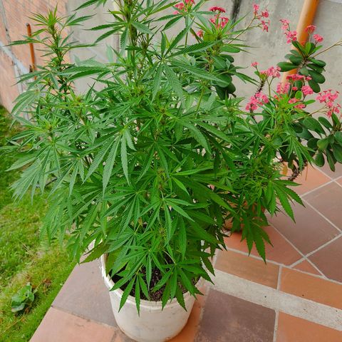 Desconocida #2 growlog timeline photo