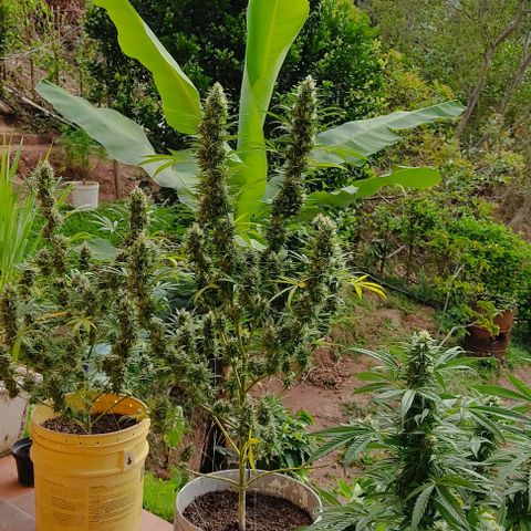 Piñita limón  growlog timeline photo