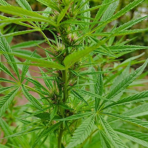 Desconocida #2 growlog timeline photo