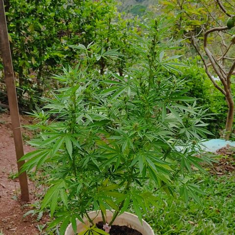 Desconocida #2 growlog timeline photo