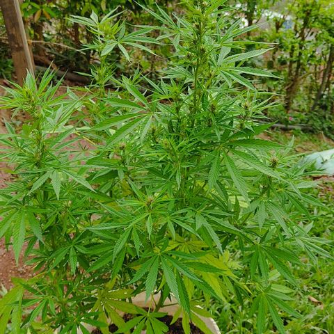 Desconocida #2 growlog timeline photo