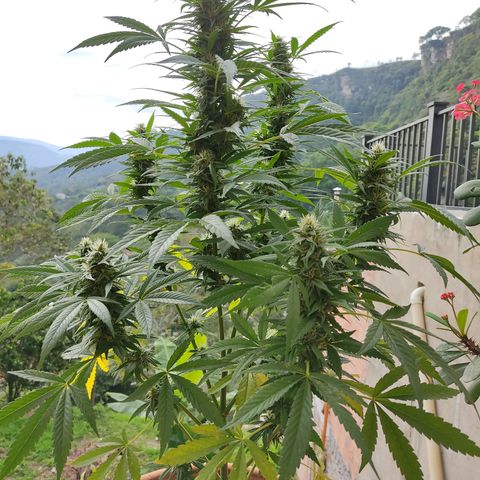 MesaMad growlog timeline photo