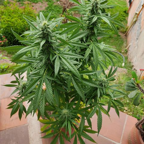 MesaMad growlog timeline photo