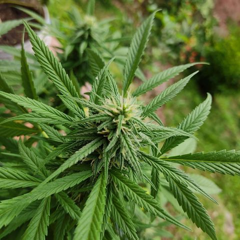 MesaMad growlog timeline photo