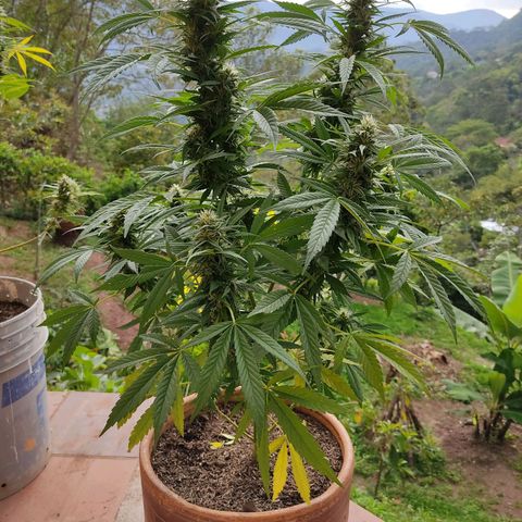 MesaMad growlog timeline photo