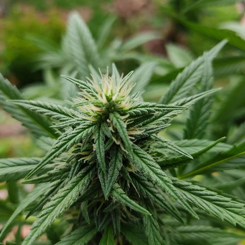 MesaMad growlog timeline photo