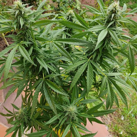 MesaMad growlog timeline photo