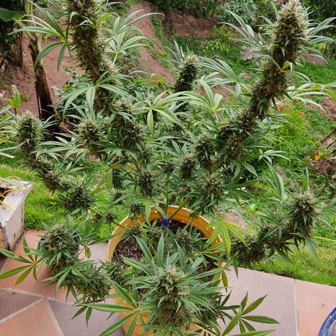 Rosa kush growlog timeline photo
